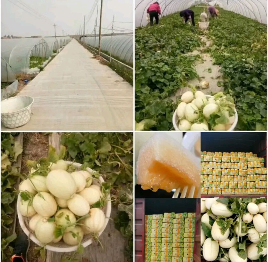 东方蜜甜瓜  浙江台州东方蜜①号甜瓜，对接市场，商超，欢迎来电