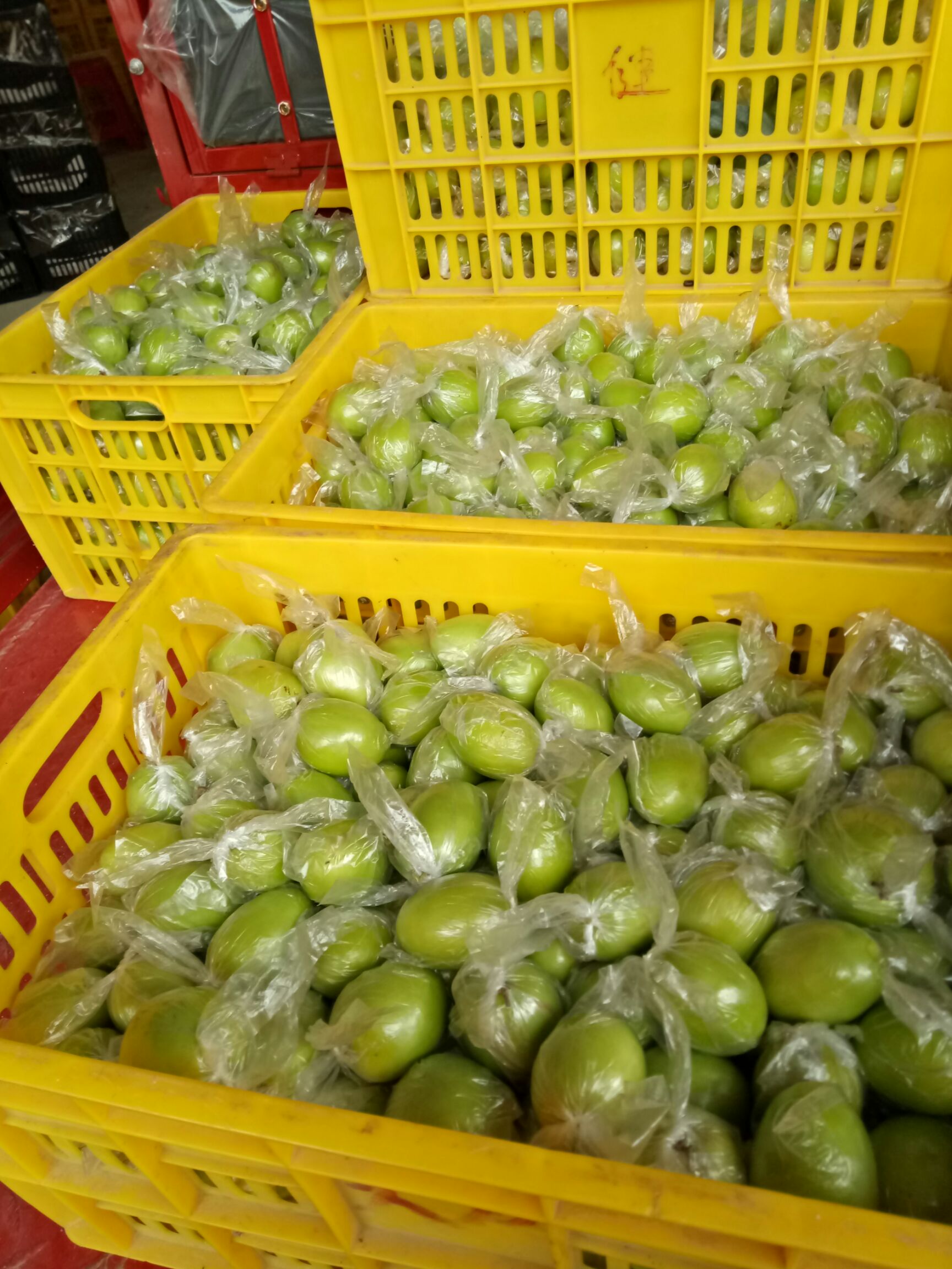 广西平南基地大青枣蜜丝枣牛奶枣