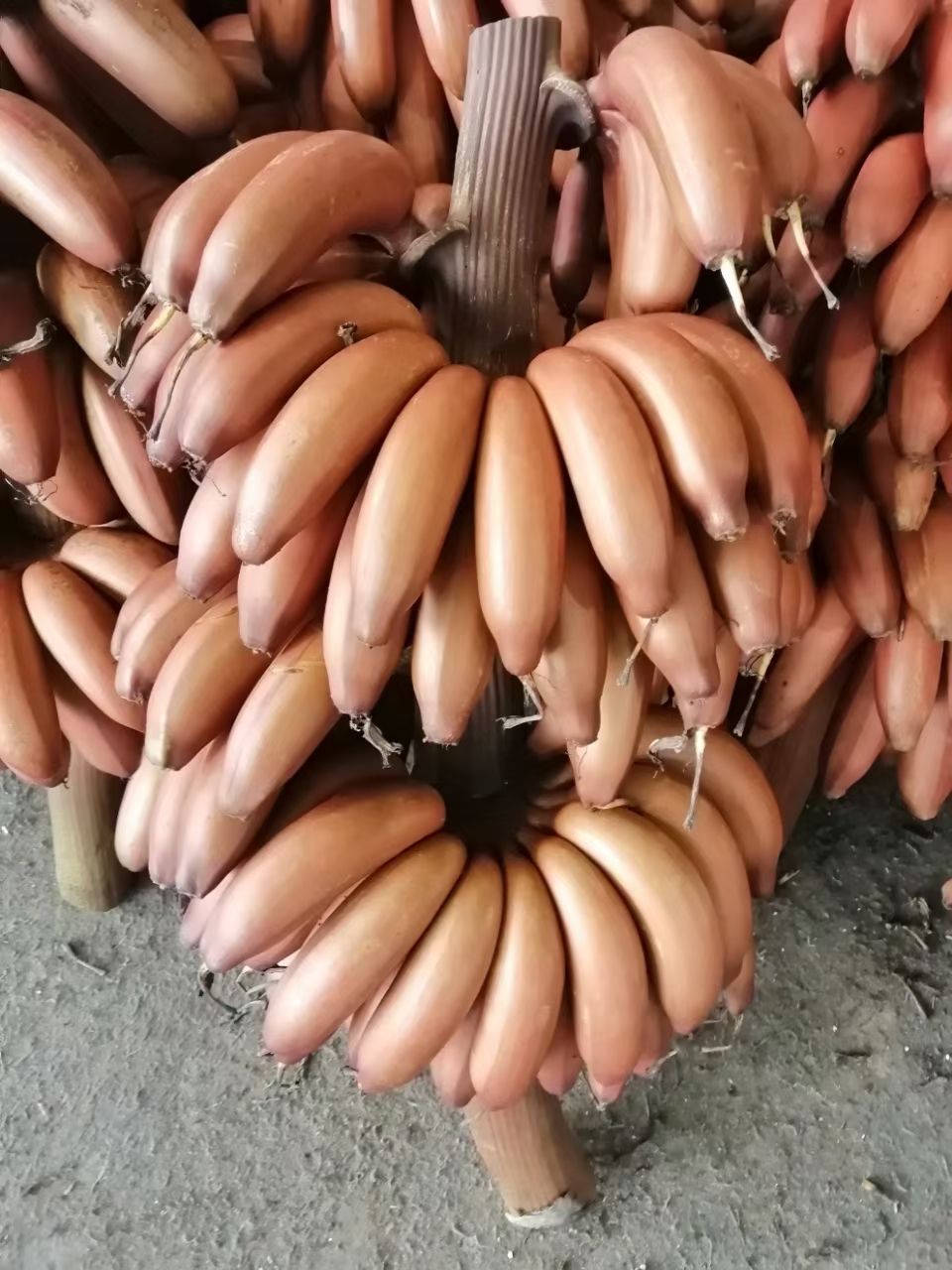 红香蕉 福建南靖土楼红美人香蕉