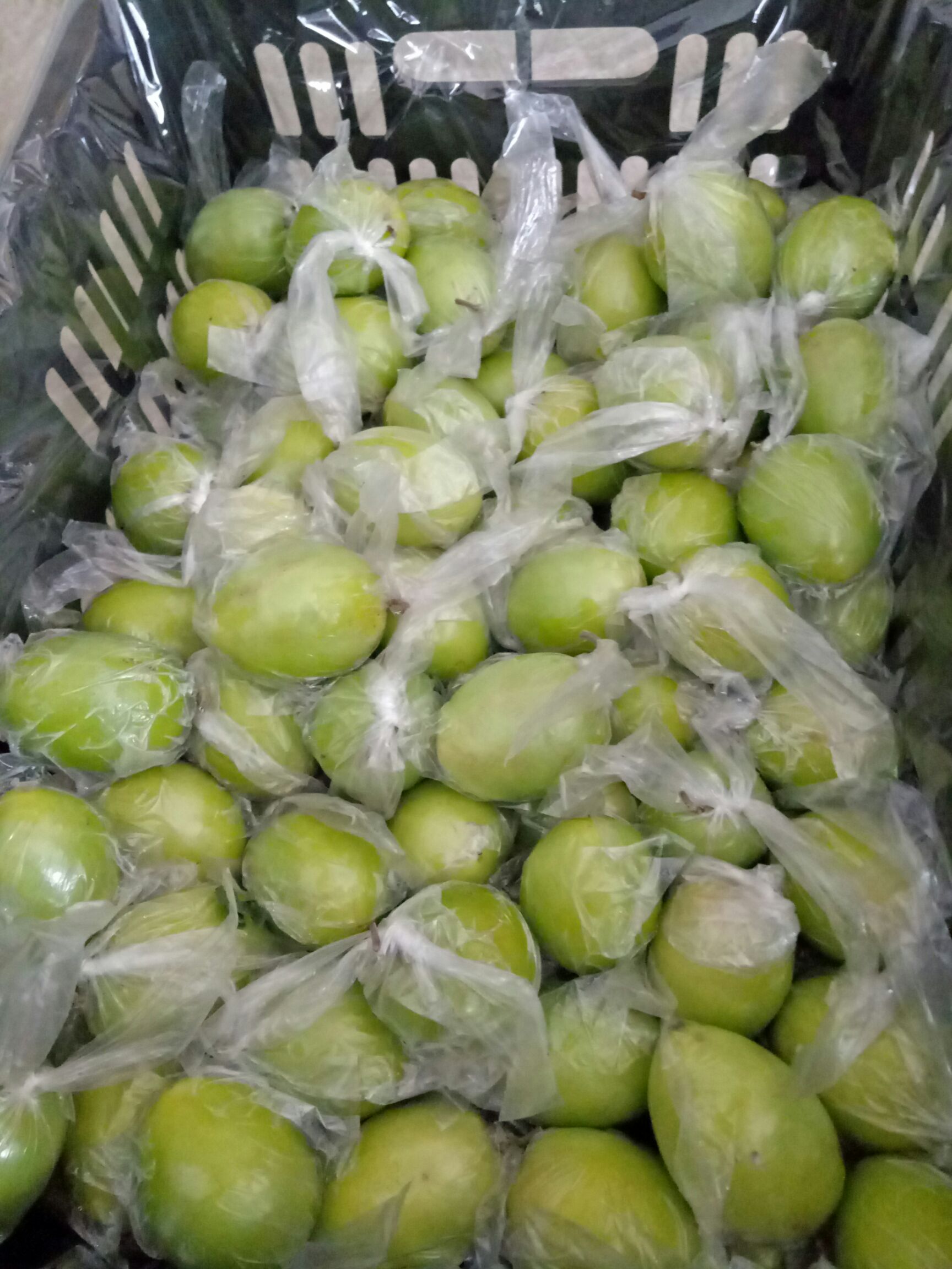 广西平南基地大青枣蜜丝枣牛奶枣