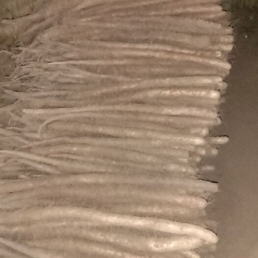 莘县白山药  莘县王店