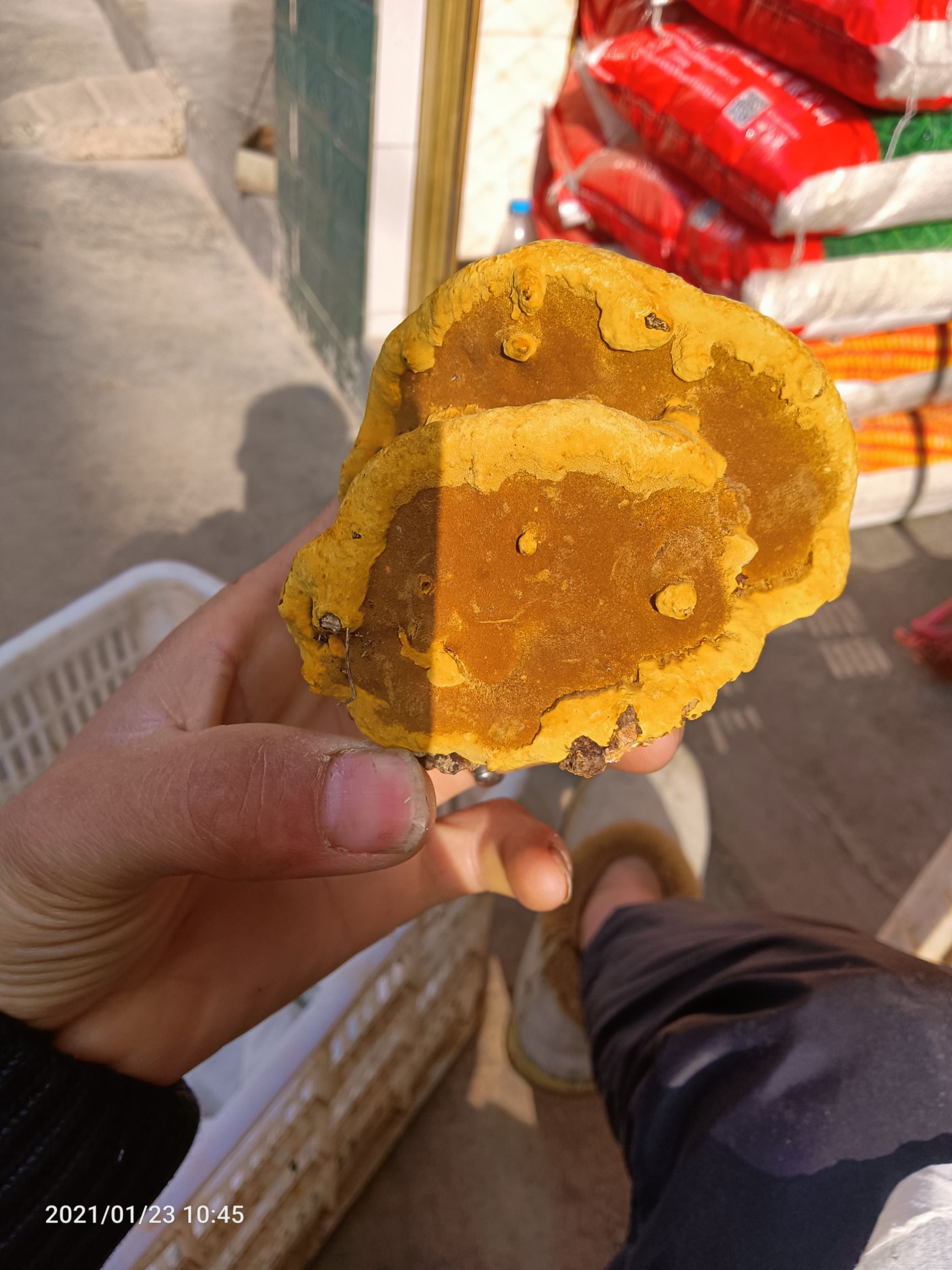 桑黄  纯深山，通货，大小都有