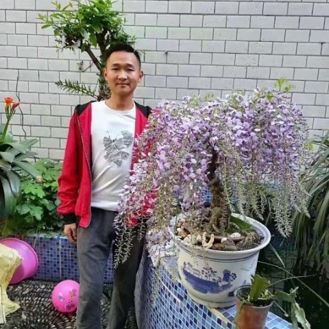 成都日本多花紫藤，花穗长而多，颜色深，作为廊架绿化、表现极好