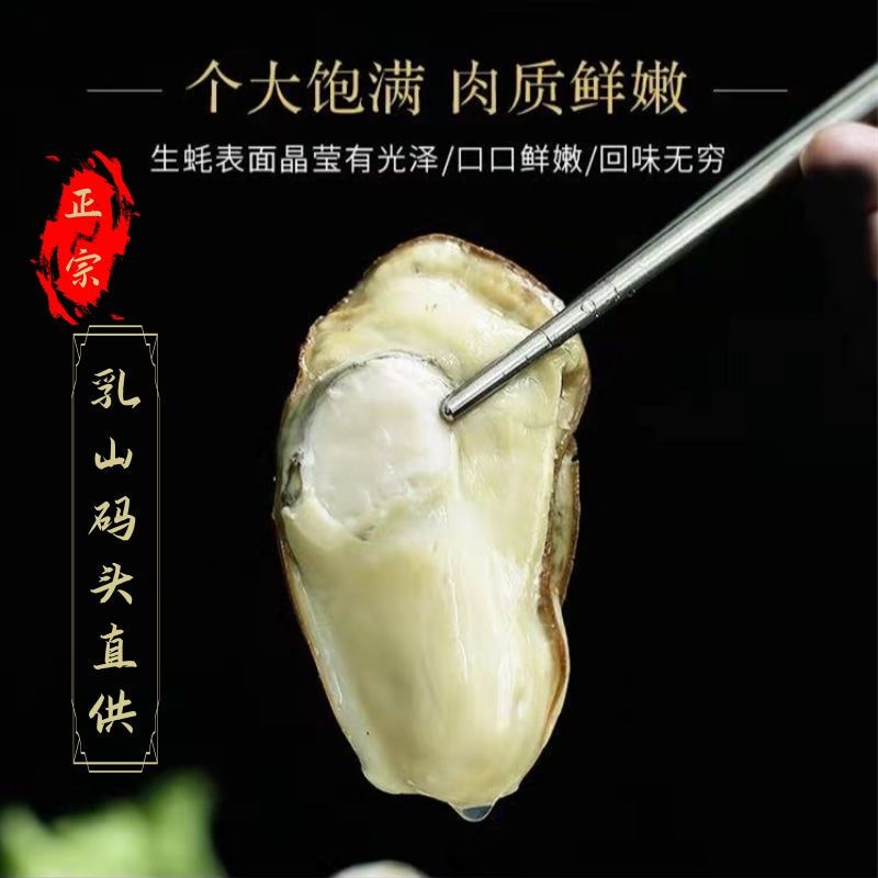 三倍体生蚝  【精品生蚝】乳山生蚝 产地直发 牡蛎，酒店市场质量保证
