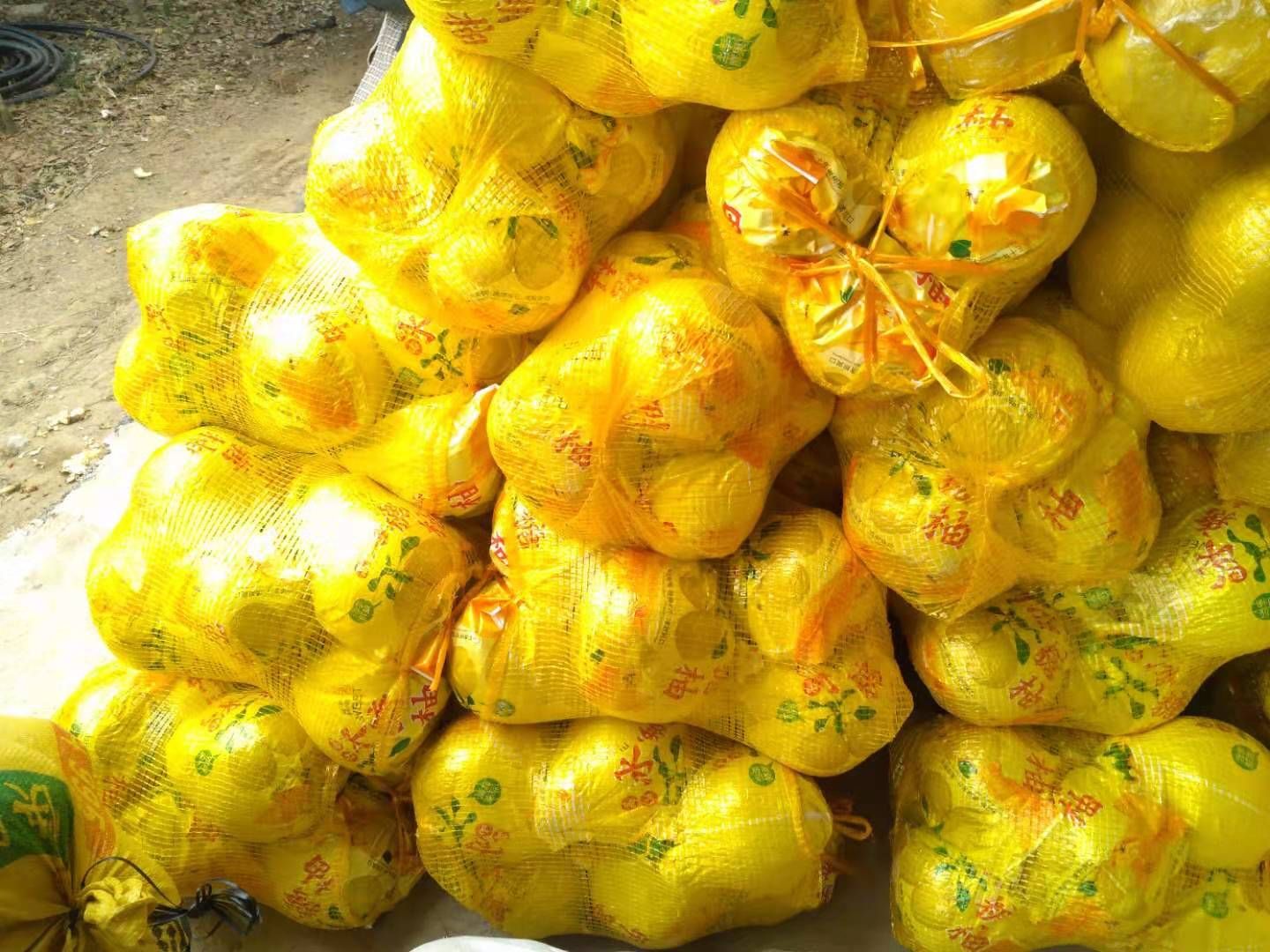 广西桂林g恭城老树沙田柚7年专业代办堤供一条龙服务