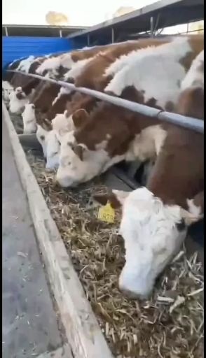 融水县独龙牛 肉牛基地现售大小肉牛好品种