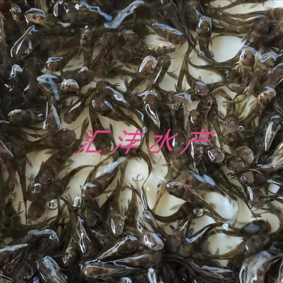 黄颡鱼苗  黄颡鱼 杂交黄骨鱼，黄辣丁，量大从优，全国发货！