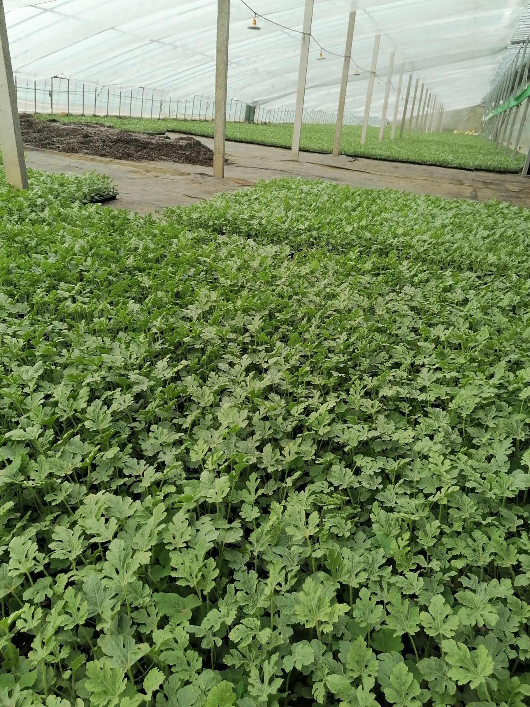 早佳8424西瓜苗 ，美都，金城5号，西农8号，苗场直供