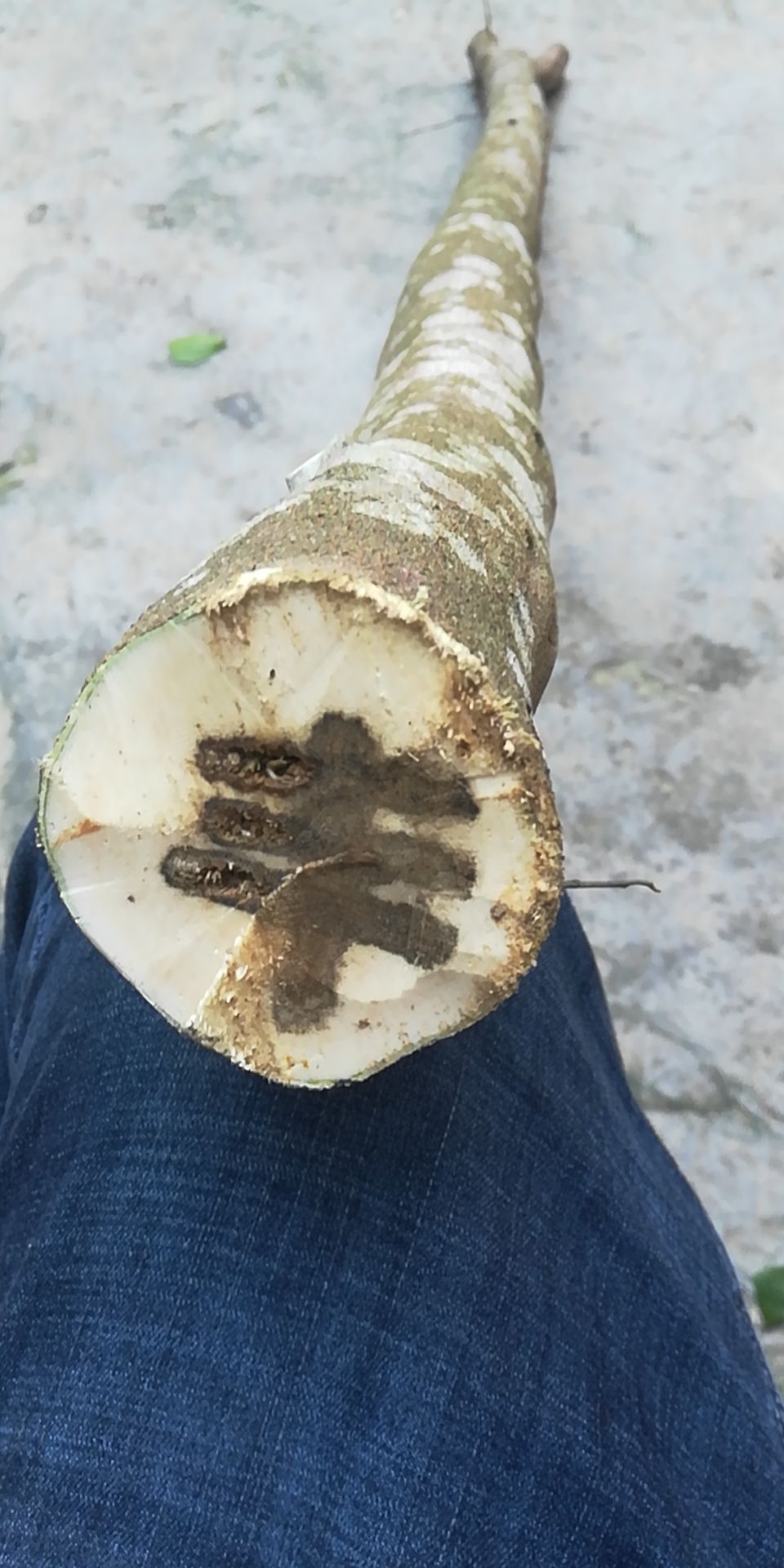 奇楠沉香树 大量奇楠苗出售，老板想种的联系