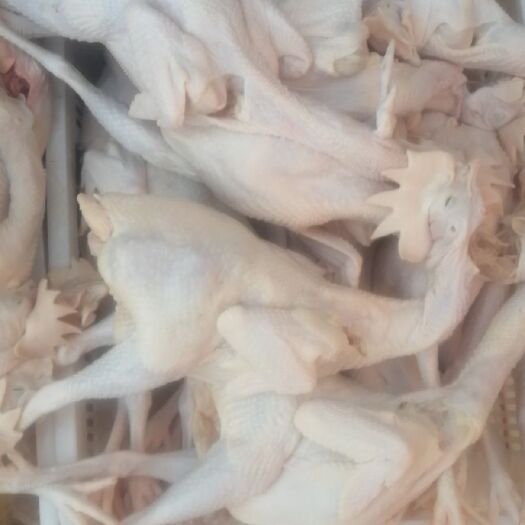 邱县鸡肉 白条鸡 新鲜蛋鸡  散养/半散养 个头大品质保证