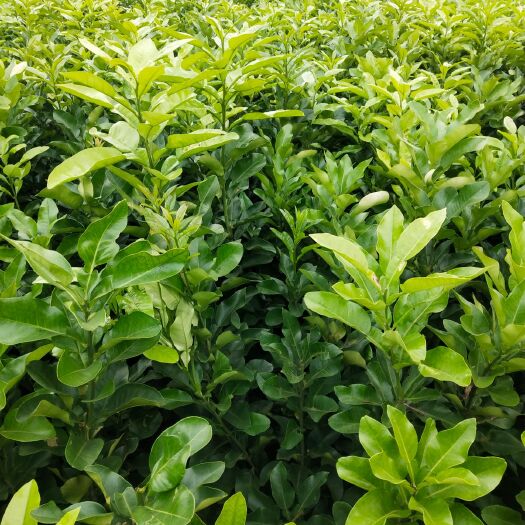 简阳市蜜柚苗 关心蜜柚！白肉柚子苗！