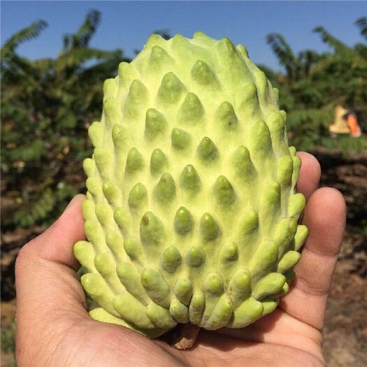灵山县凤梨释迦果苗树特大嫁接释迦苗，果肉甜蜜。