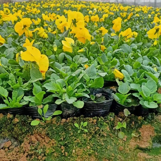 青州市三色堇 时令草花种植基地