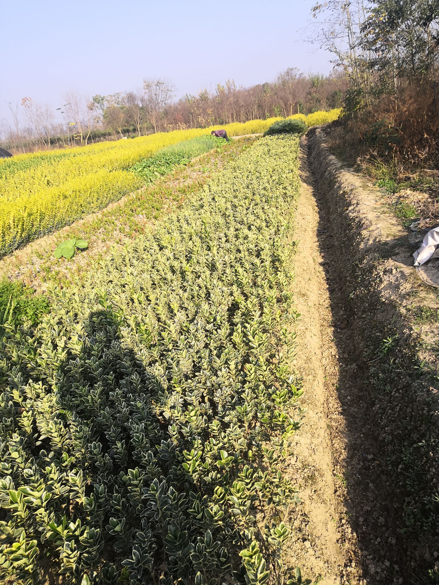 光山县金边黄杨  二年移栽老苗，三十到五十公分高度。