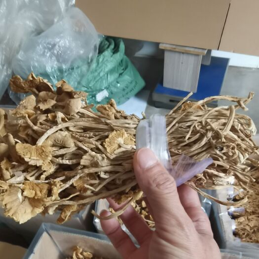 广昌县开伞剪脚扎把3号广昌新货茶树菇  开伞扎把新货茶树菇