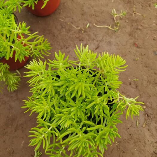青州市金叶佛甲草，双色杯，状态极好，需要的老板联系
