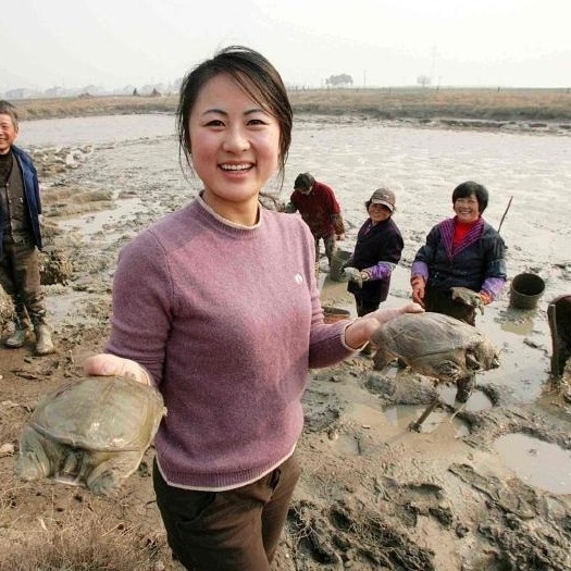 海盐县农家甲鱼活体水鱼团鱼海鲜水产王八生鲜活外中华特产批发