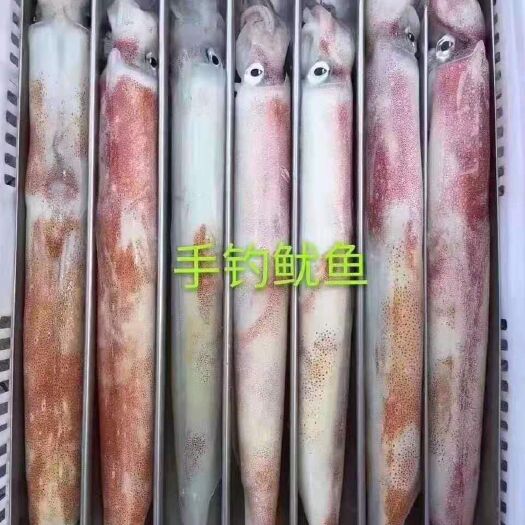 饶平县大管 手钓鱿鱼 鱿鱼
