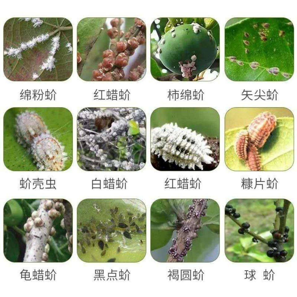 杀扑介蚧壳虫药 果树多肉花卉介壳虫吡虫啉噻嗪酮杀虫剂