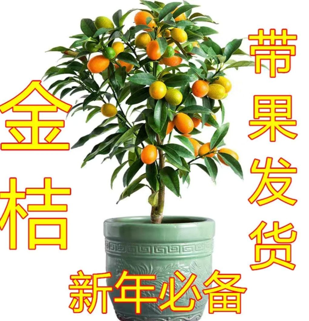 脆皮金桔苗  带果发货！ 南北方都可种植  室内净化空气