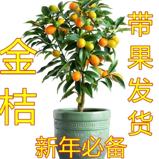 平邑县脆皮金桔苗  带果发货！ 南北方都可种植  室内净化空气