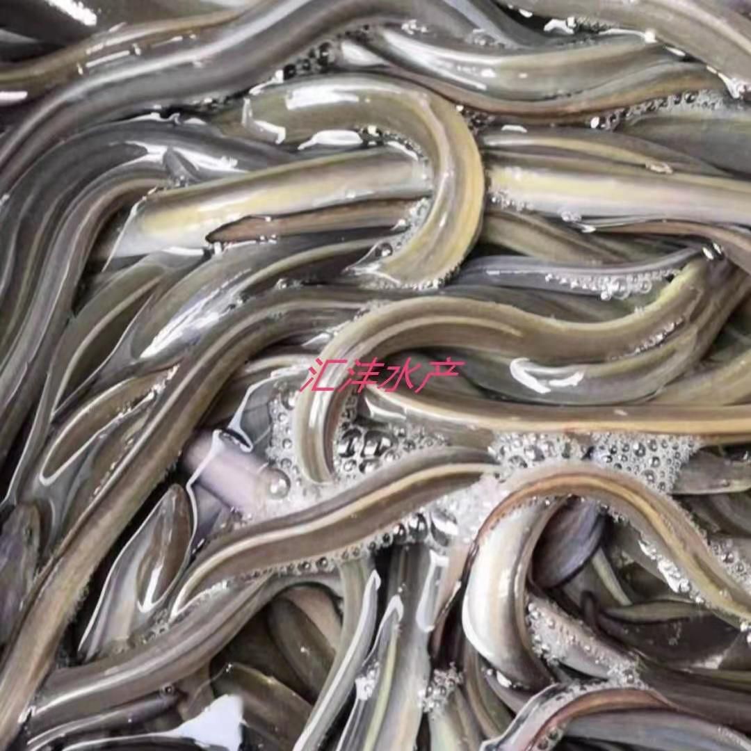黄颡鱼苗  黄颡鱼 杂交黄骨鱼，黄辣丁，量大从优，全国发货！