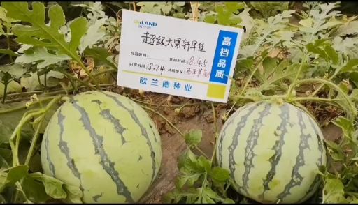 欧粉3号冬瓜种子~耐热耐湿单瓜重30公斤上粉快腔小