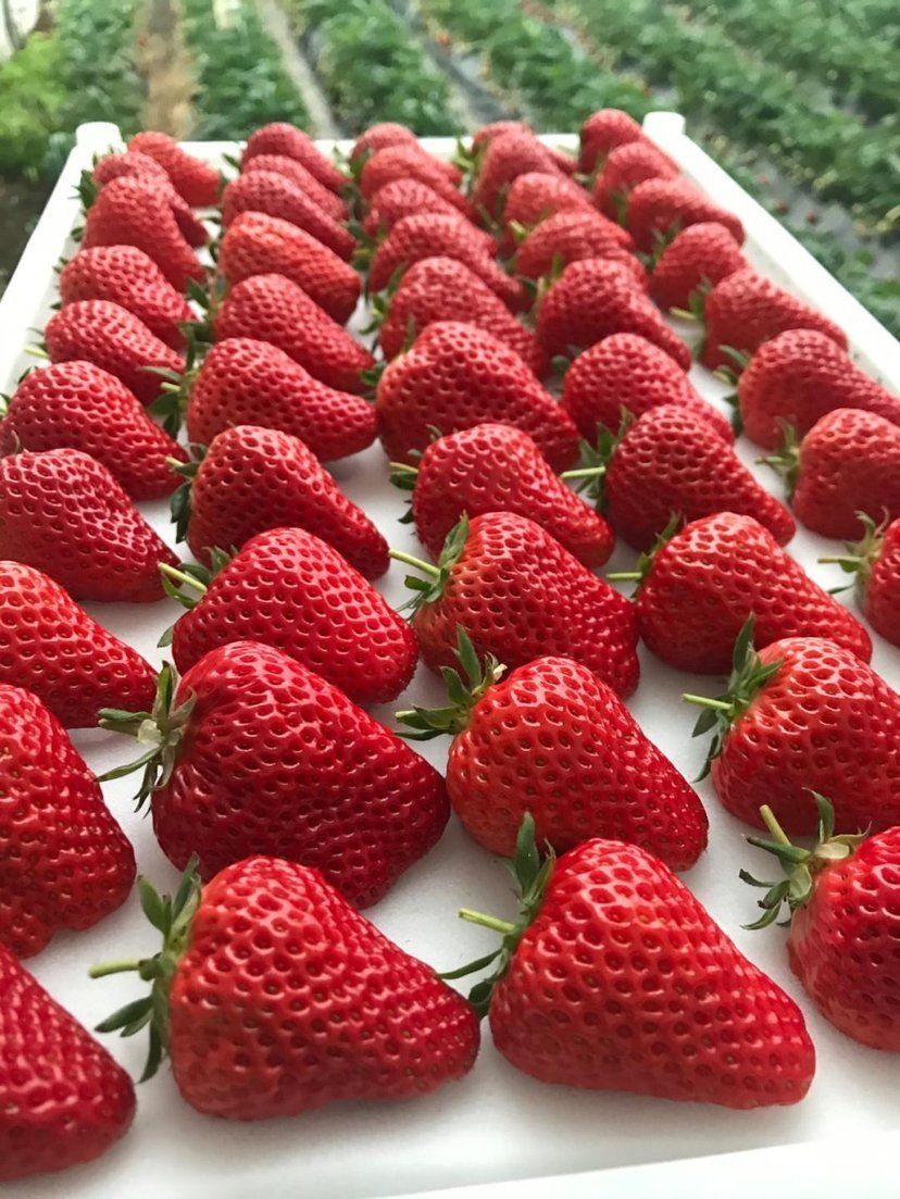 久香草莓 地头通货