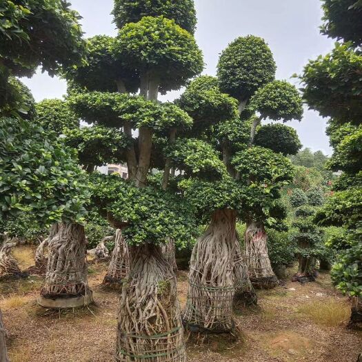 漳州小叶榕 南安根造型榕