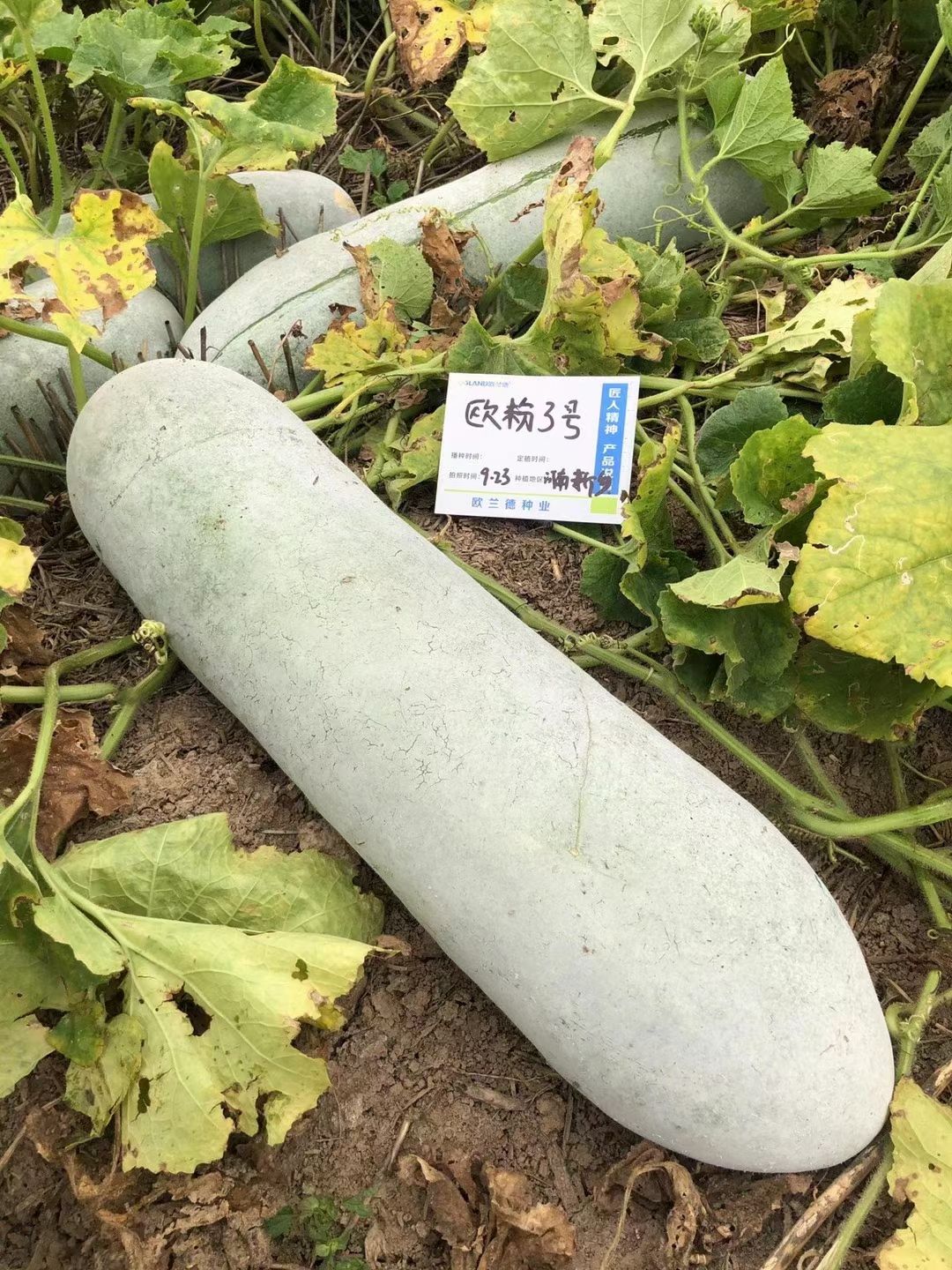 欧粉3号冬瓜种子~耐热耐湿单瓜重30公斤上粉快腔小