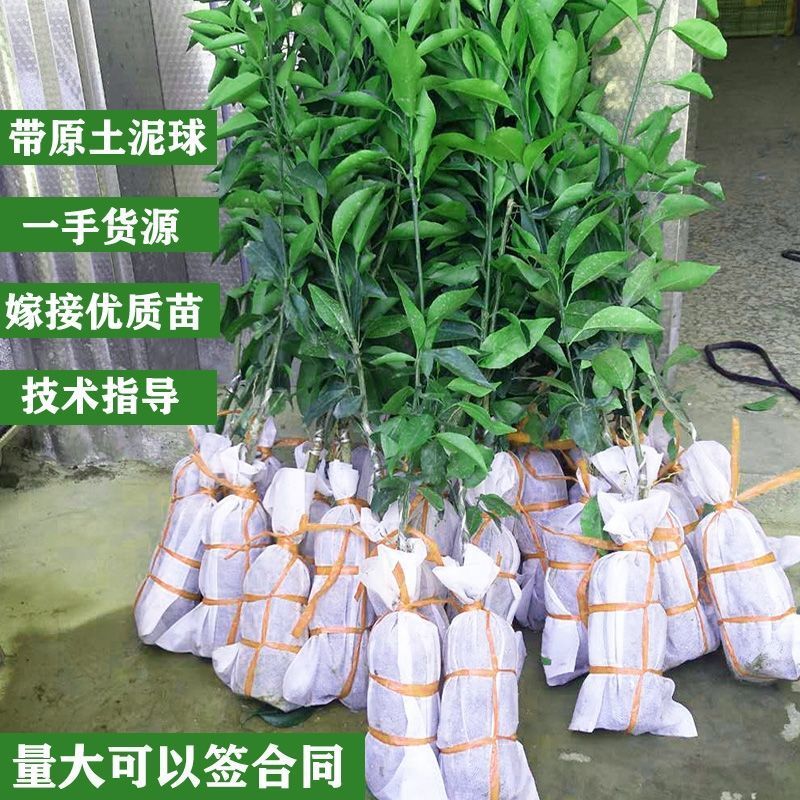 091无核沃柑苗  无核沃柑嫁接苗树苗包邮，
柑橘树苗
