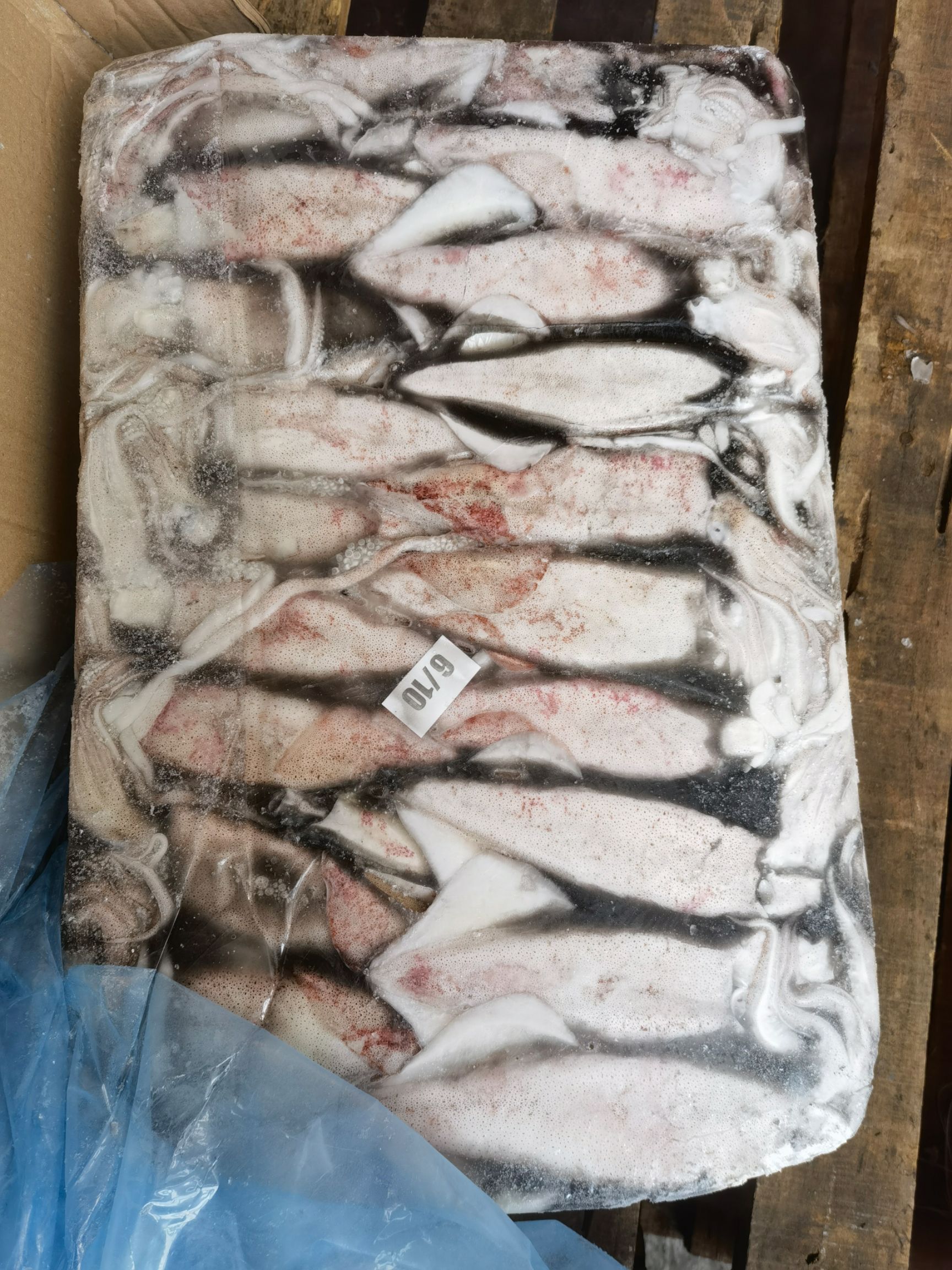 鱿鱼批发厚肉鱿鱼批发一手货源质量保证货源充足批发鱿鱼