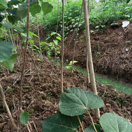汉中毛叶山桐子苗  站地苗木山桐子树苗小苗，如果有需要，请来电