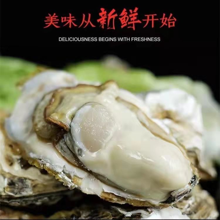 三倍体生蚝  【精品生蚝】乳山生蚝 产地直发 牡蛎，酒店市场质量保证