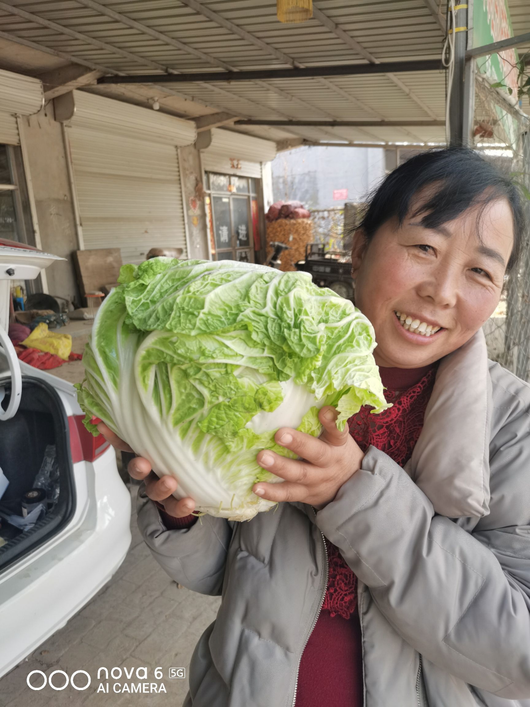 秦白系列  陆地，冷库存圆头，青杂三号，北京三号，大量有货