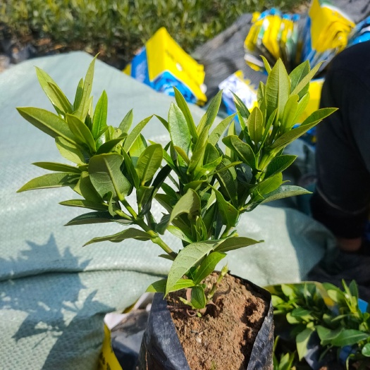 小叶龙船花