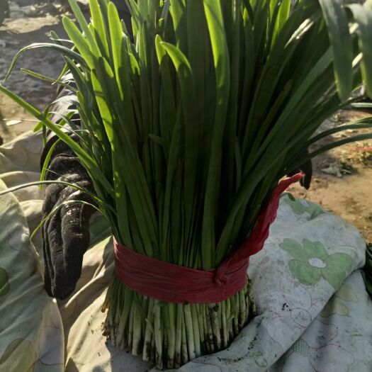 乐亭县 精品二刀韭菜，大量上市