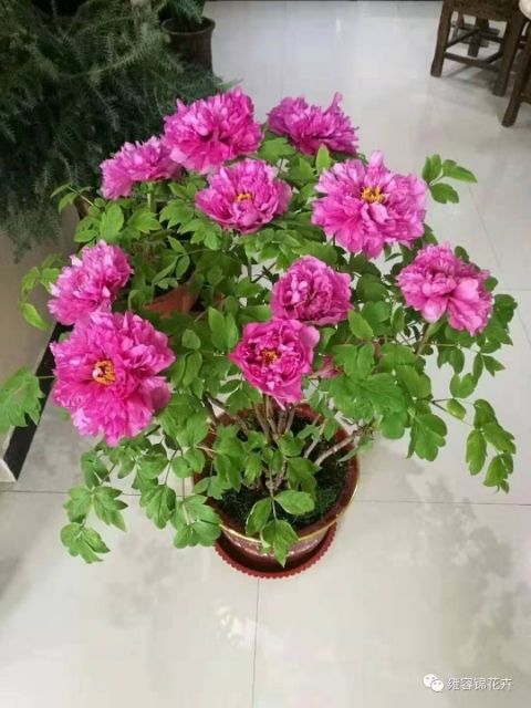 观赏牡丹 春节牡丹，花开富贵，富贵吉祥，