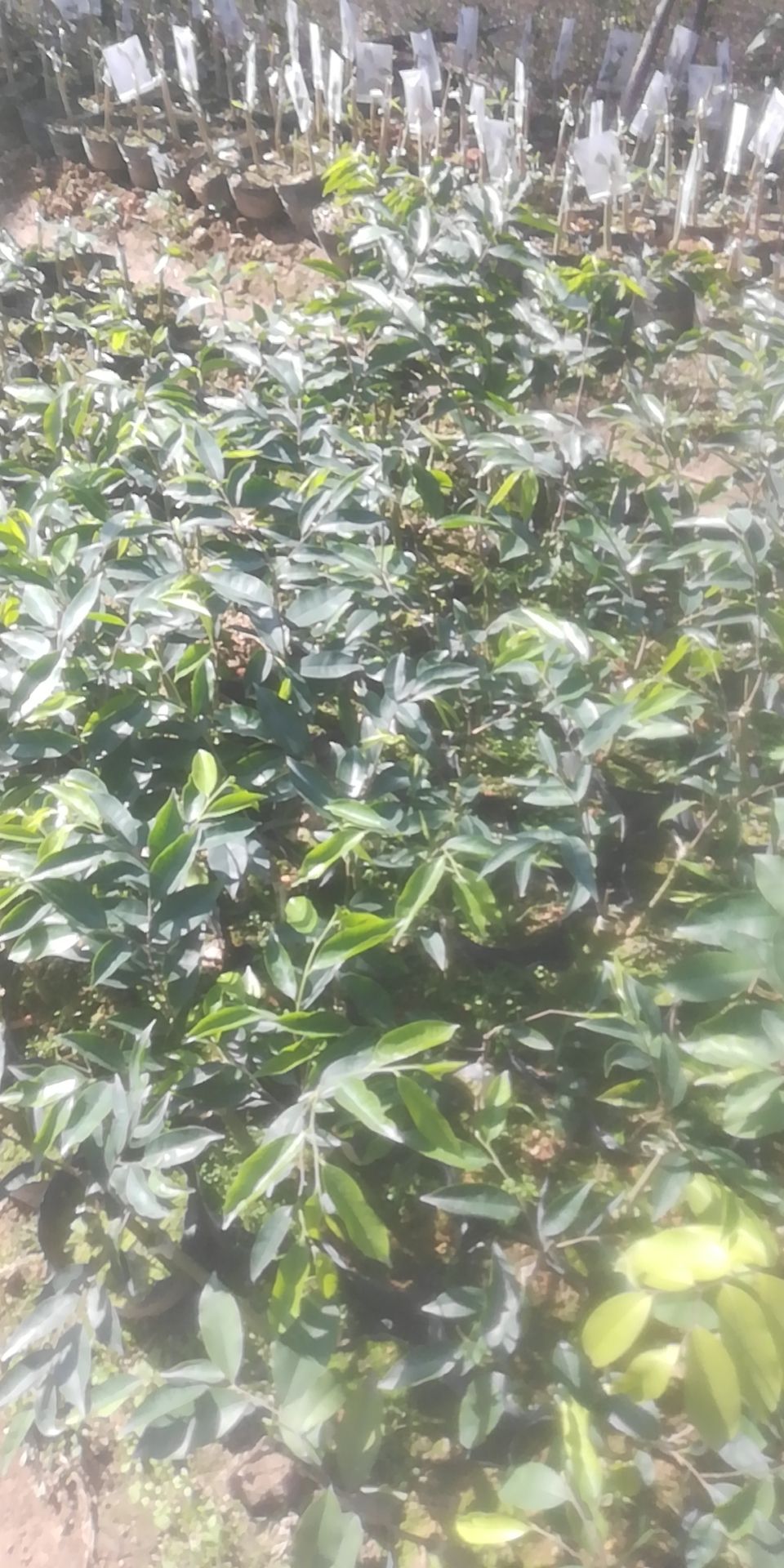 奇楠沉香树 大量奇楠苗出售，老板想种的联系