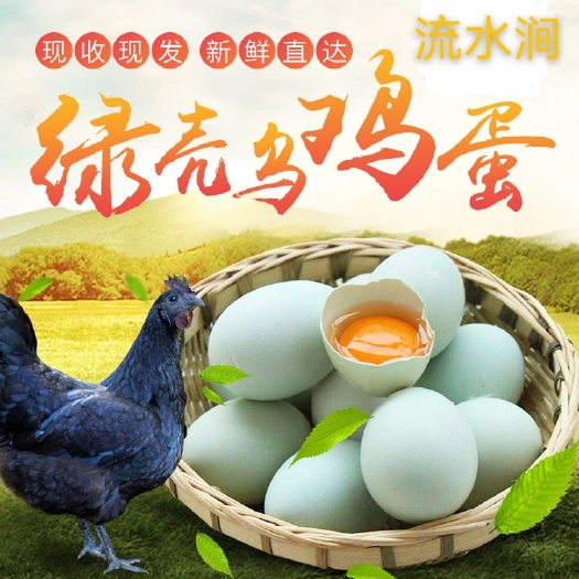 双峰县绿壳蛋  种蛋