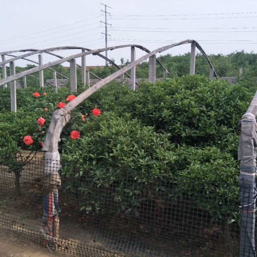 高密市 北方嫁接丹桂