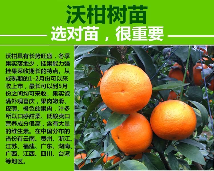 091无核沃柑苗  无核沃柑嫁接苗树苗包邮，
柑橘树苗