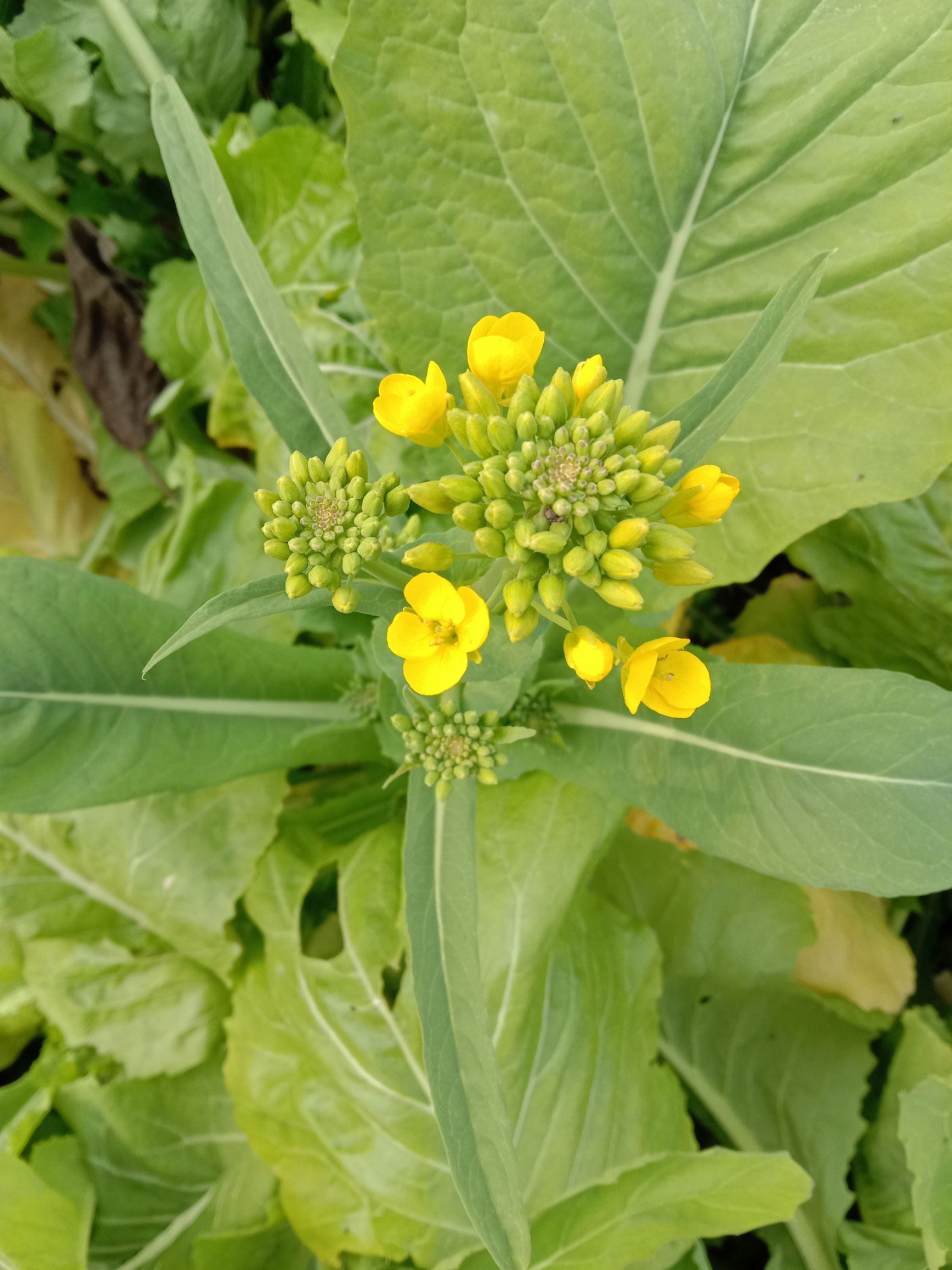 油菜籽  黄菜籽，甜菜籽油菜，自留种非杂交可吃苔可榨菜籽油，十月播种。