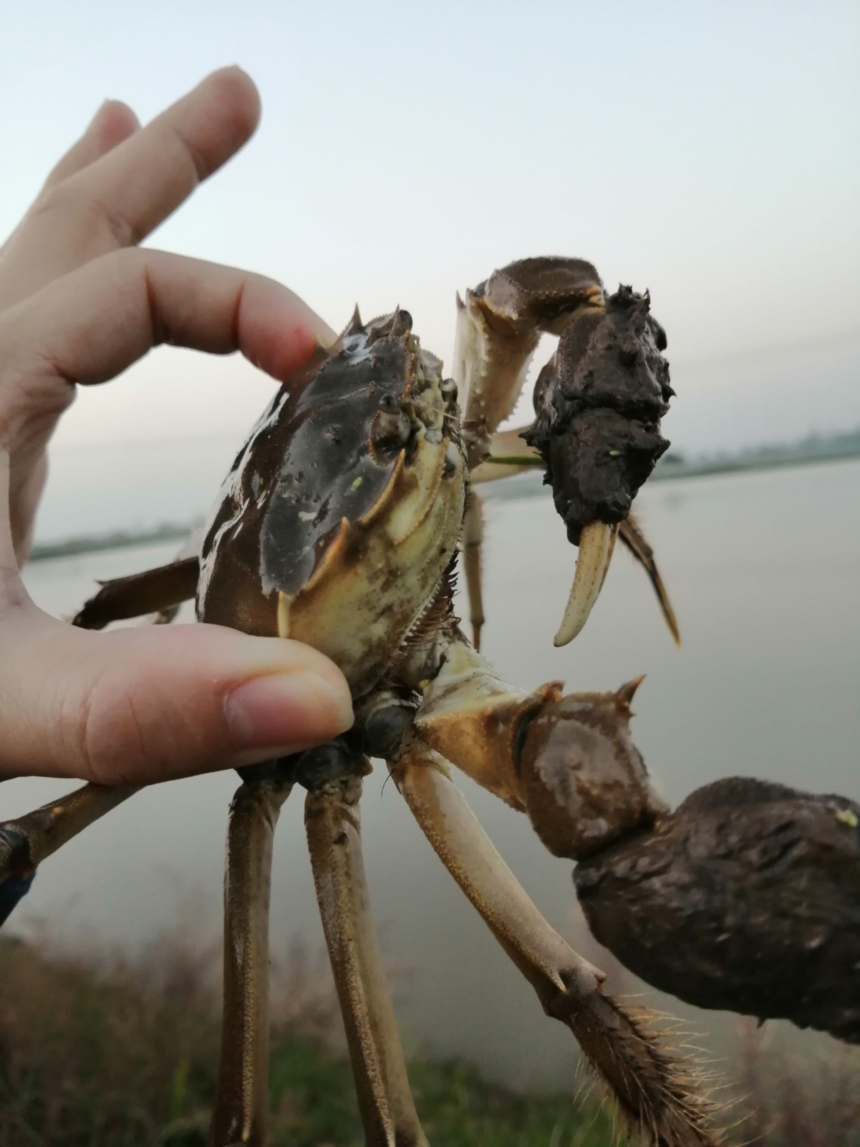  洪湖市清水大闸蟹，豆蟹，膏黄均满，随时有货