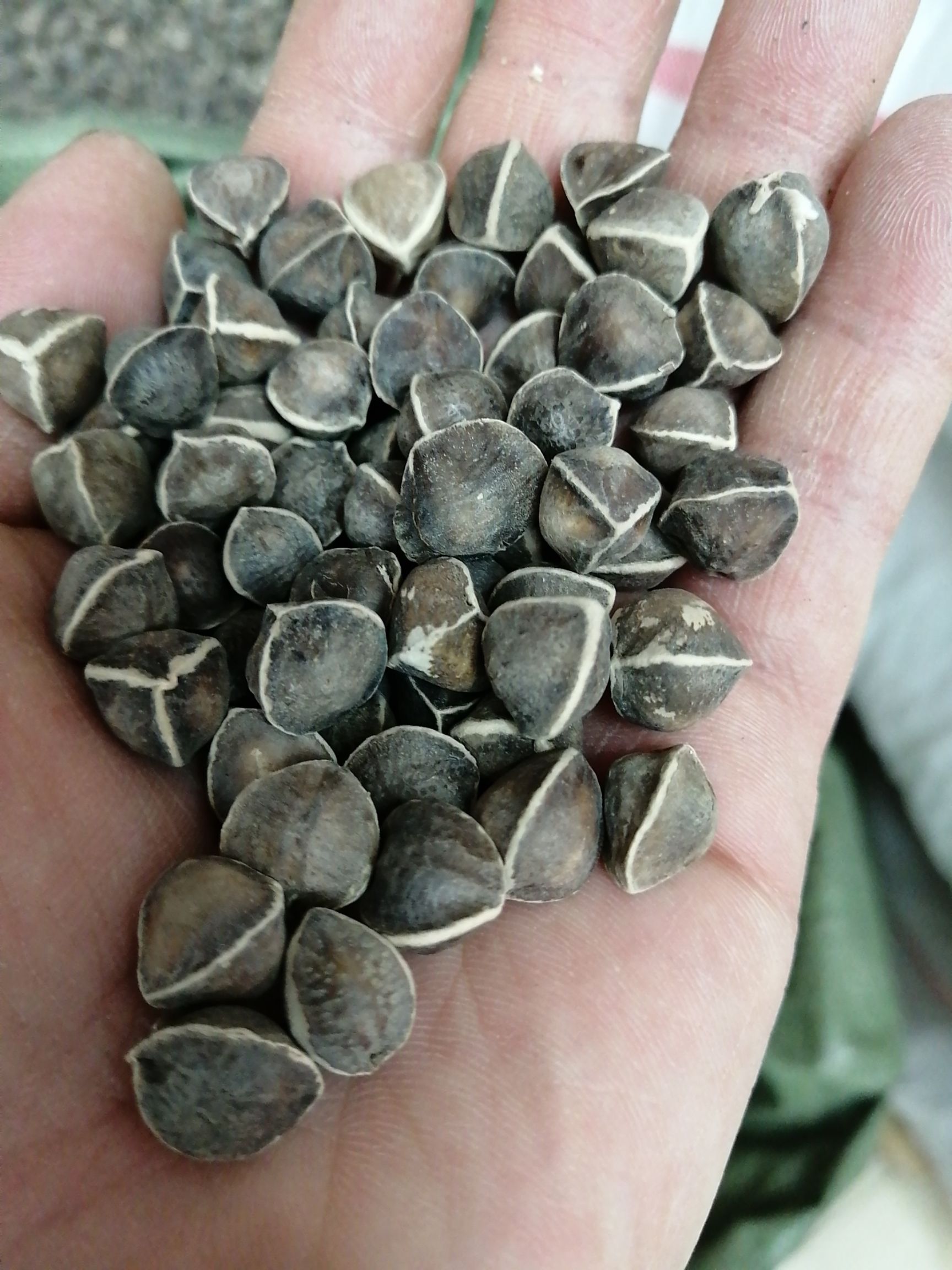 印度引种辣木籽 辣木籽 中大号辣木籽