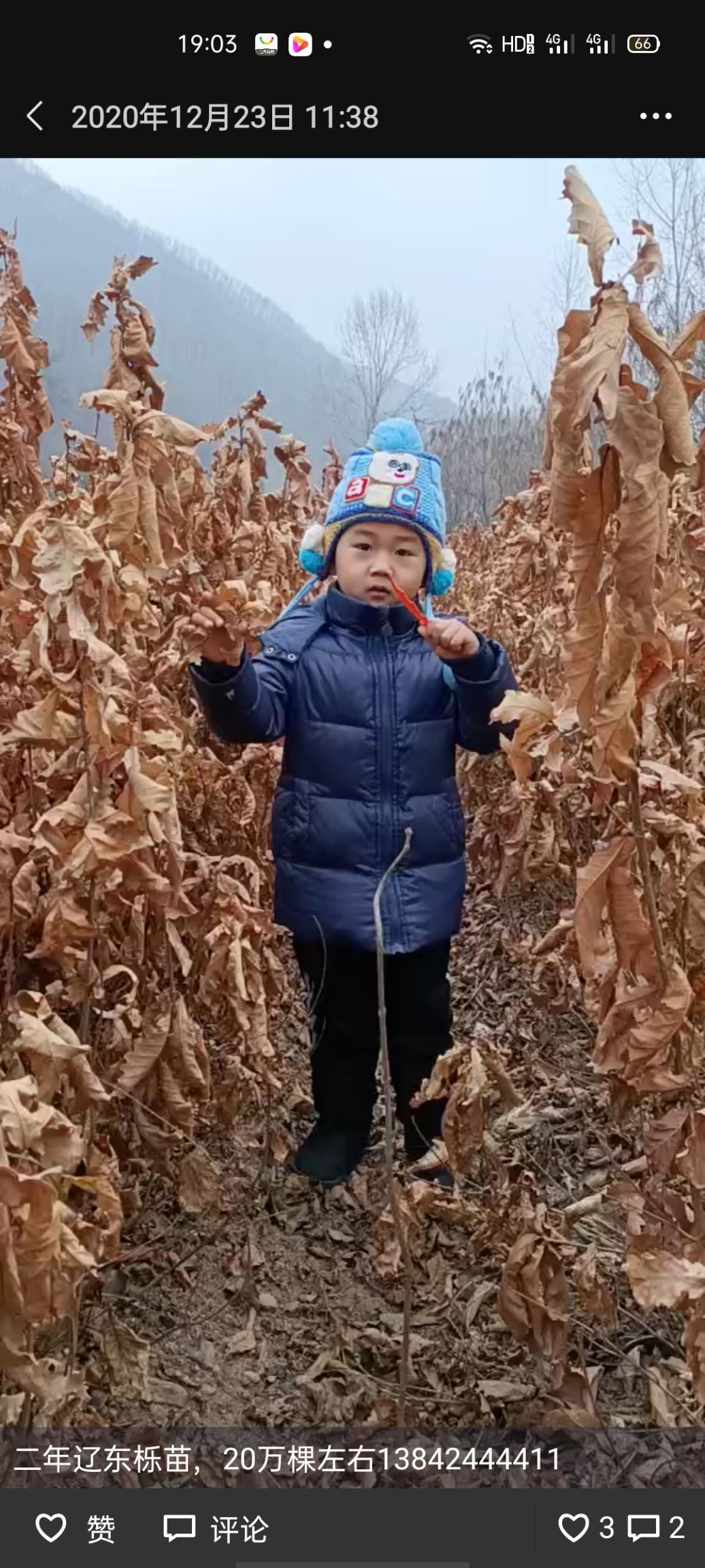 蒙古栎苗（直供）
优质蒙古栎苗（1）（2）（3）年
辽东栎苗