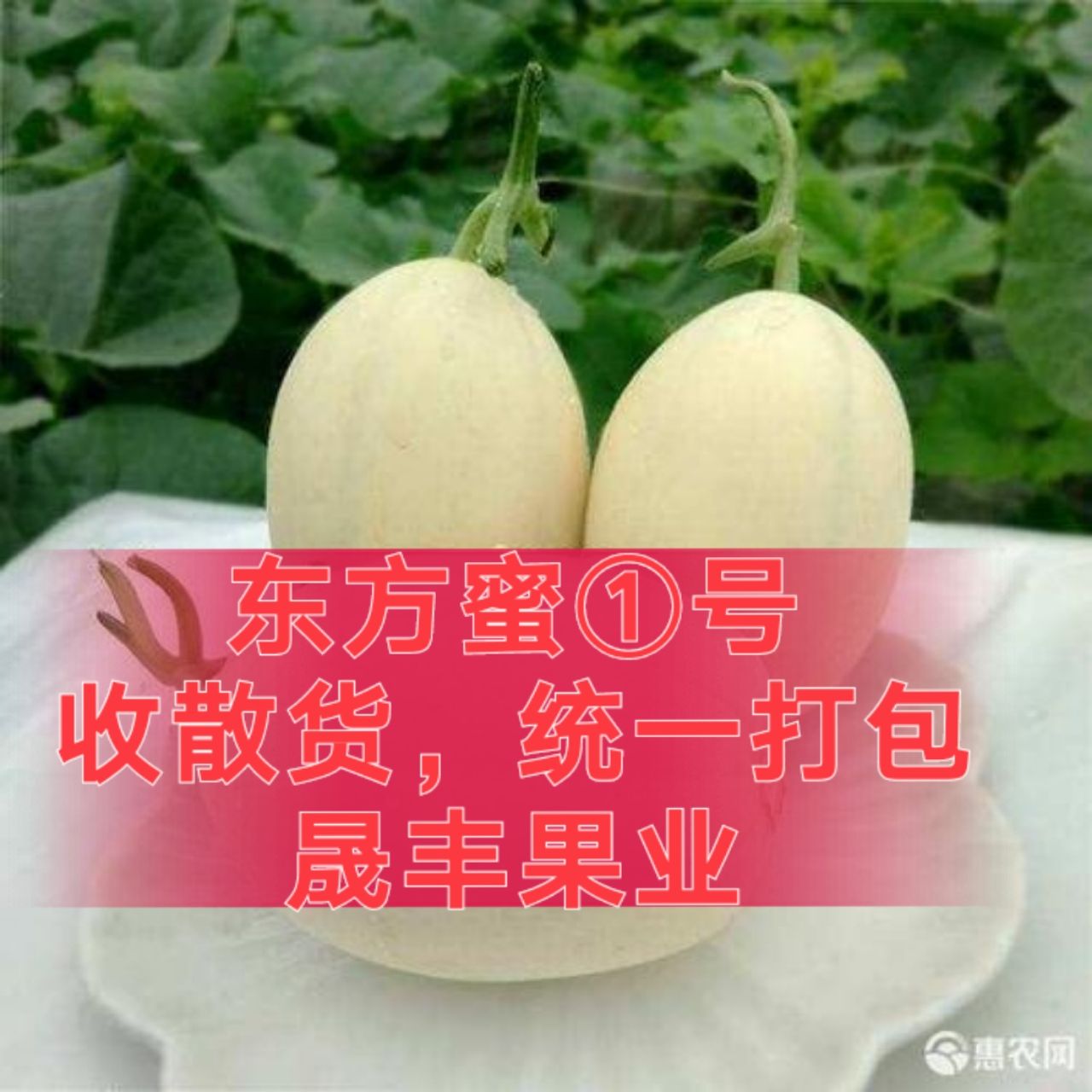 东方蜜甜瓜  浙江台州东方蜜①号甜瓜，对接市场，商超，欢迎来电