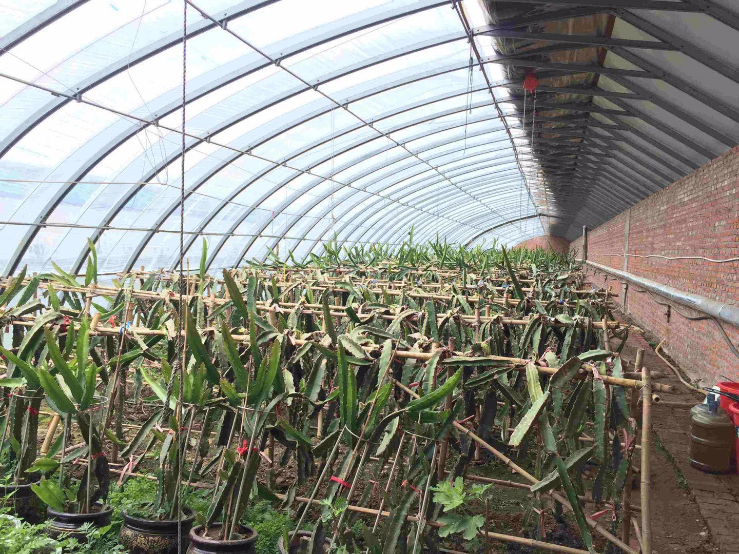 种植大棚  温室大棚  蔬菜大棚 量大可包工包料