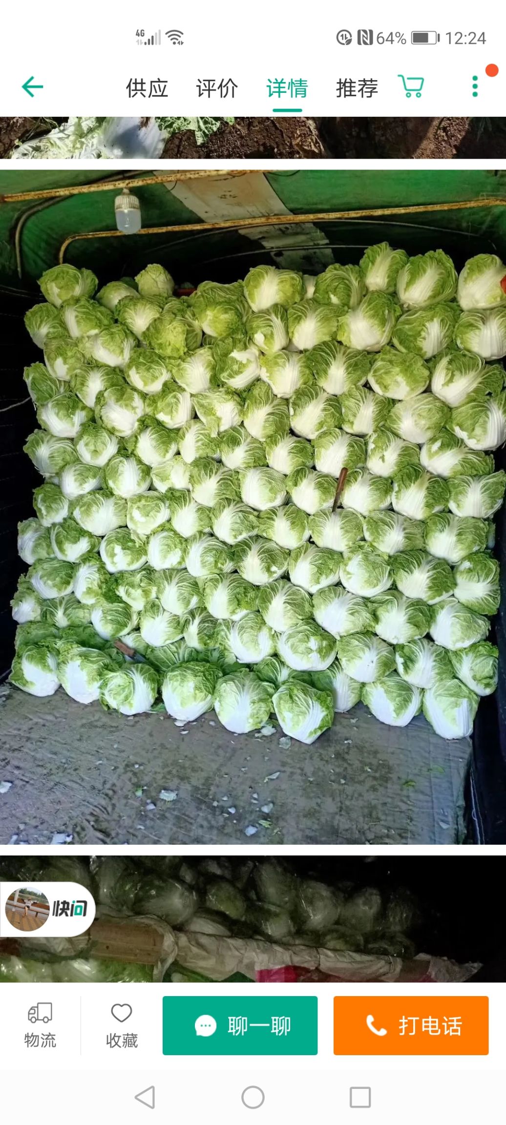 秦白系列  陆地，冷库存圆头，青杂三号，北京三号，大量有货