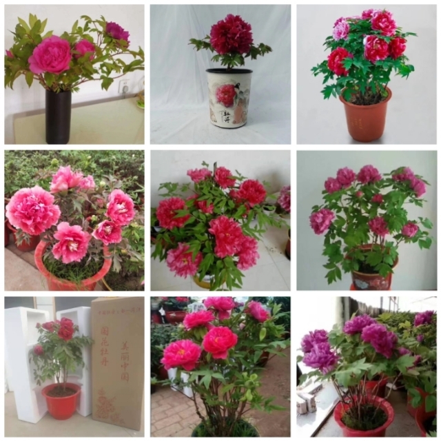 观赏牡丹 春节牡丹，花开富贵，富贵吉祥，